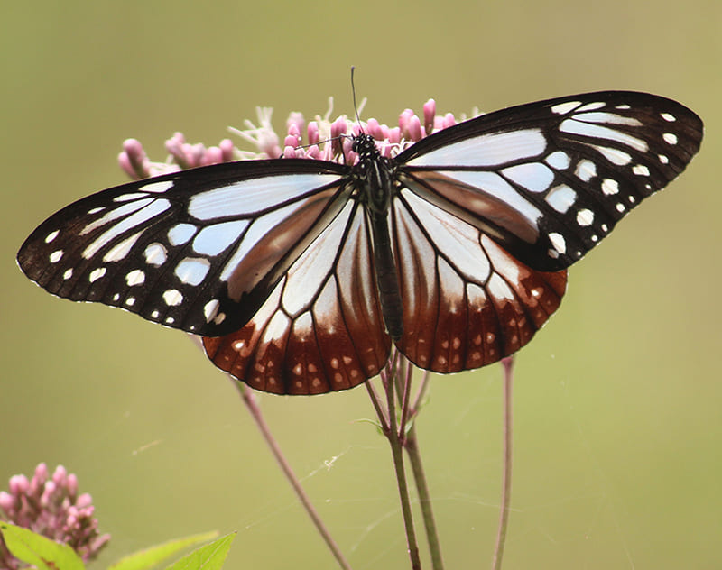 生態サイト写真