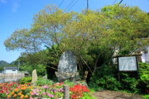姫島七不思議の逆さ柳