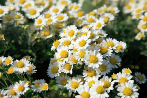 姫島村の村花の野路菊